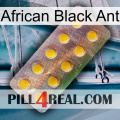 African Black Ant new11